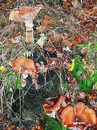 Vennenbos (18)